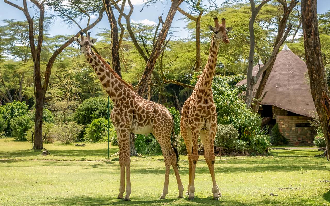 Lake Naivasha Sopa Resort image 3
